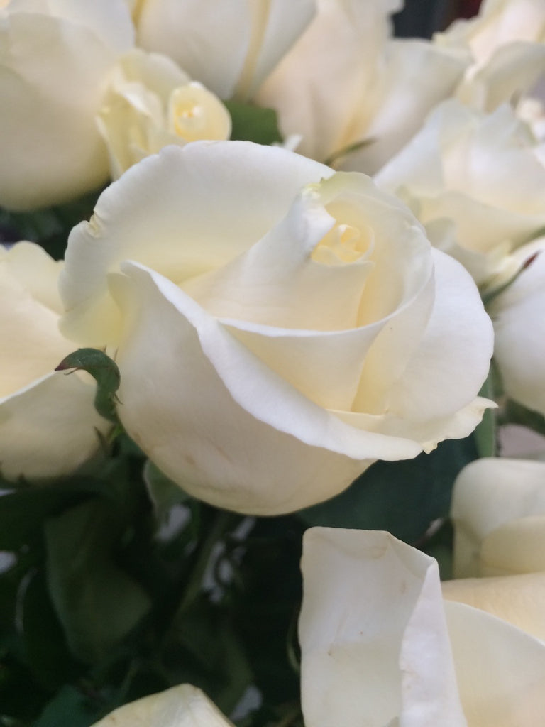 Dozen Colored Roses for Valentine's Day